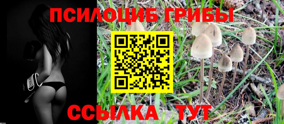 Галлюциногенные грибы Psilocybe  Вход с VPN  Советск  Псилоцибиновые грибы мухоморы 